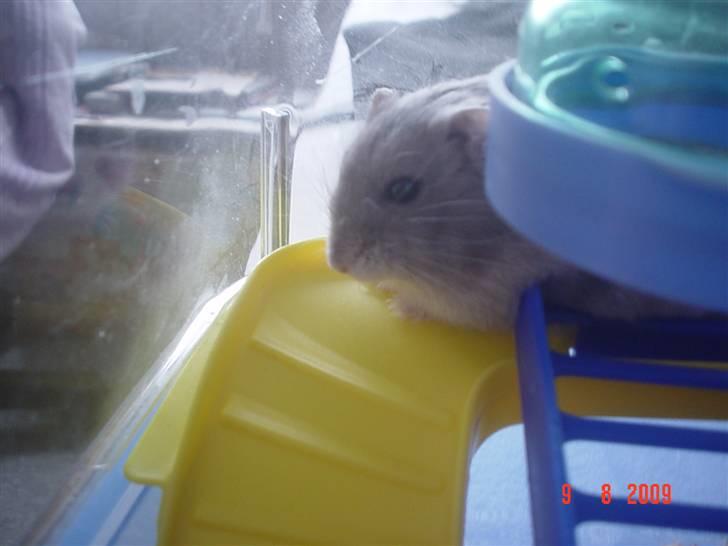 Dværghamster Perle - Perle gemmer sig xD billede 3