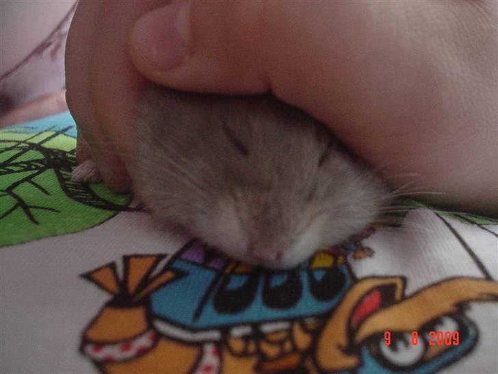 Dværghamster Perle - Perle sover hos mig (: billede 4