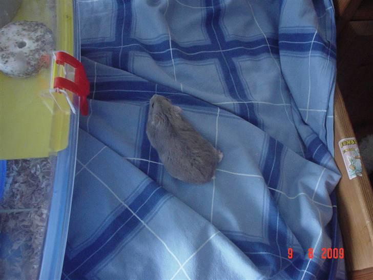 Dværghamster Perle - Perle spurter rundt på min seng. billede 5