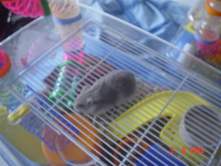 Dværghamster Perle - Perle spurter rundt på sit bur. billede 6