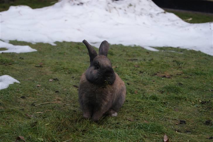 Kanin Ninus billede 4