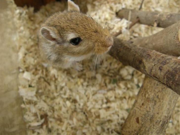 Ørkenrotte Max billede 1