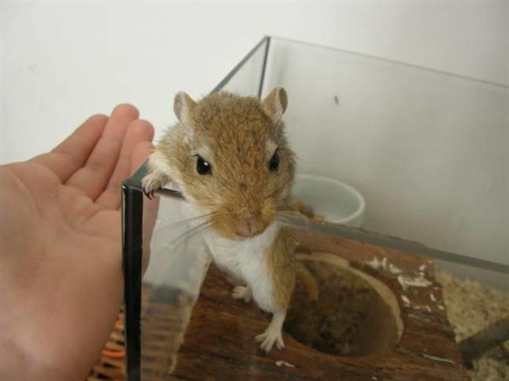 Ørkenrotte Max billede 2