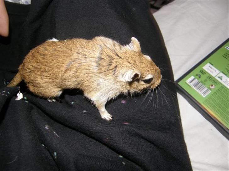 Ørkenrotte Max billede 3