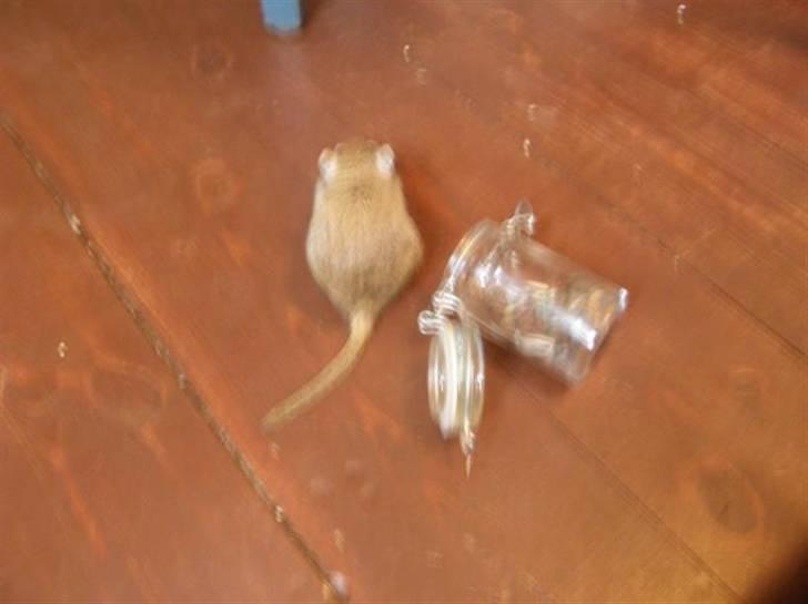 Ørkenrotte Max billede 4