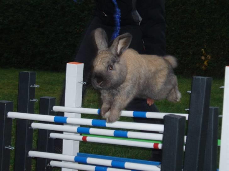 Kanin Ninus billede 5