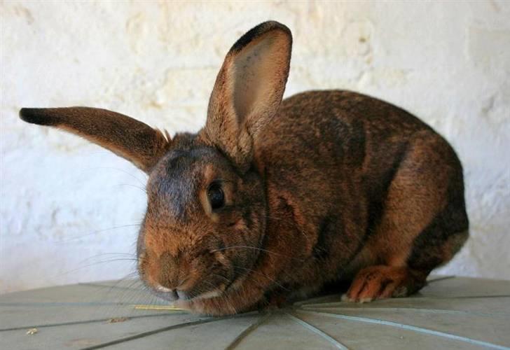 Kanin Magics Magic Highlight billede 10