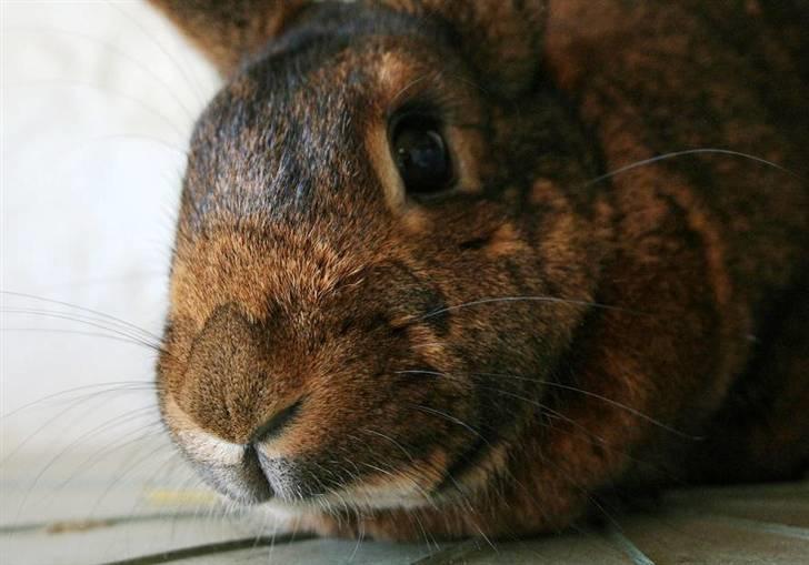 Kanin Magics Magic Highlight billede 11