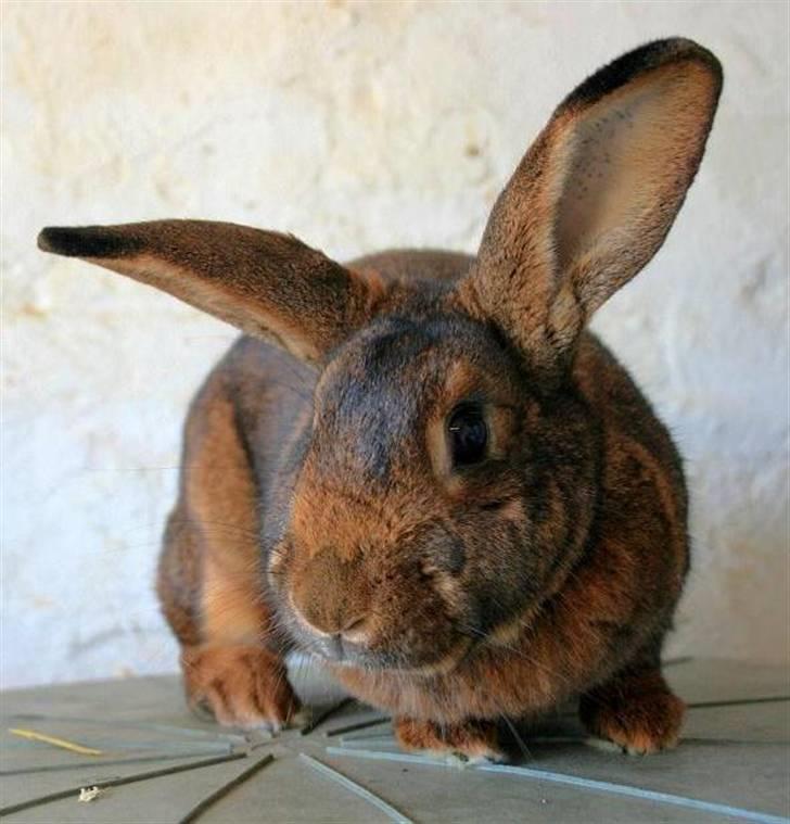 Kanin Magics Magic Highlight billede 12