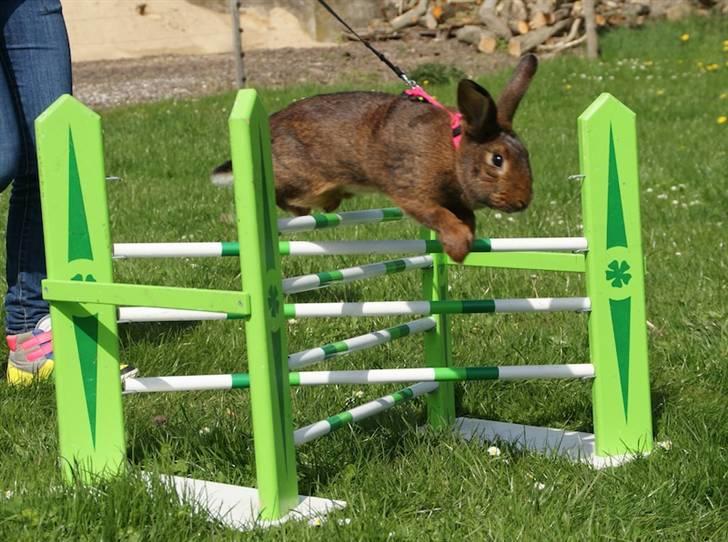 Kanin Magics Magic Highlight billede 13