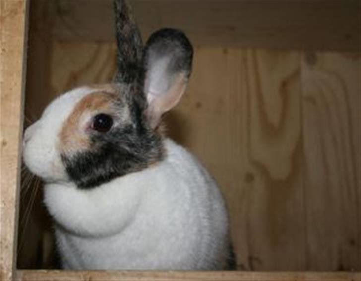 Kanin A Sign Of Thunder billede 1