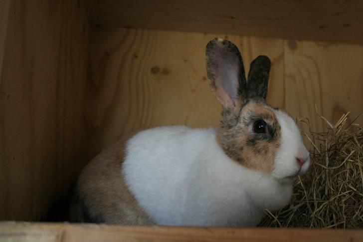 Kanin A Sign Of Thunder billede 2