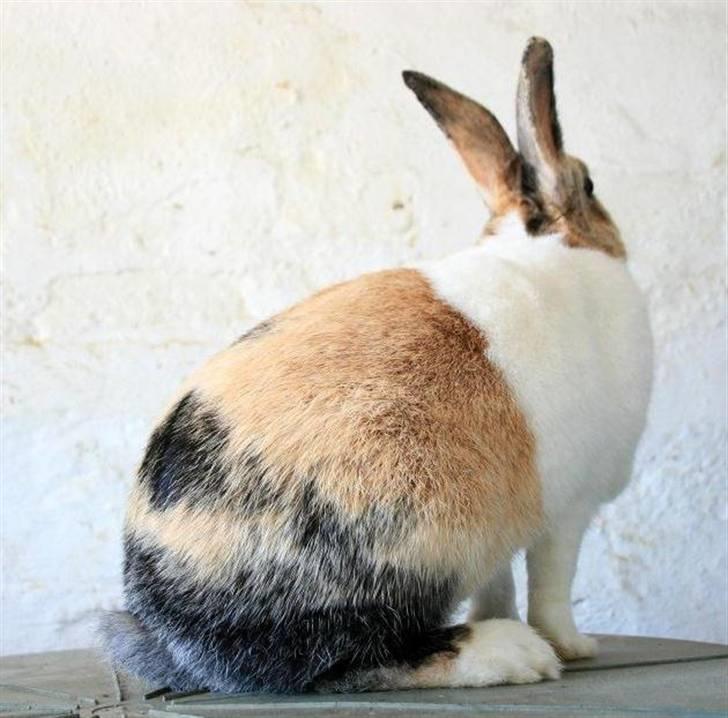 Kanin A Sign Of Thunder billede 3