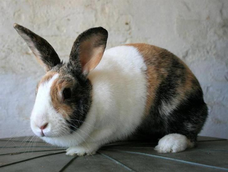 Kanin A Sign Of Thunder billede 4