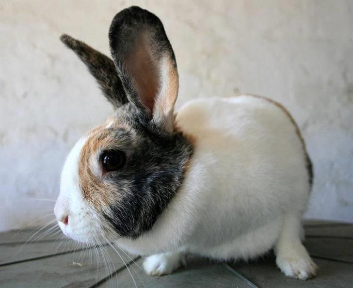 Kanin A Sign Of Thunder billede 5