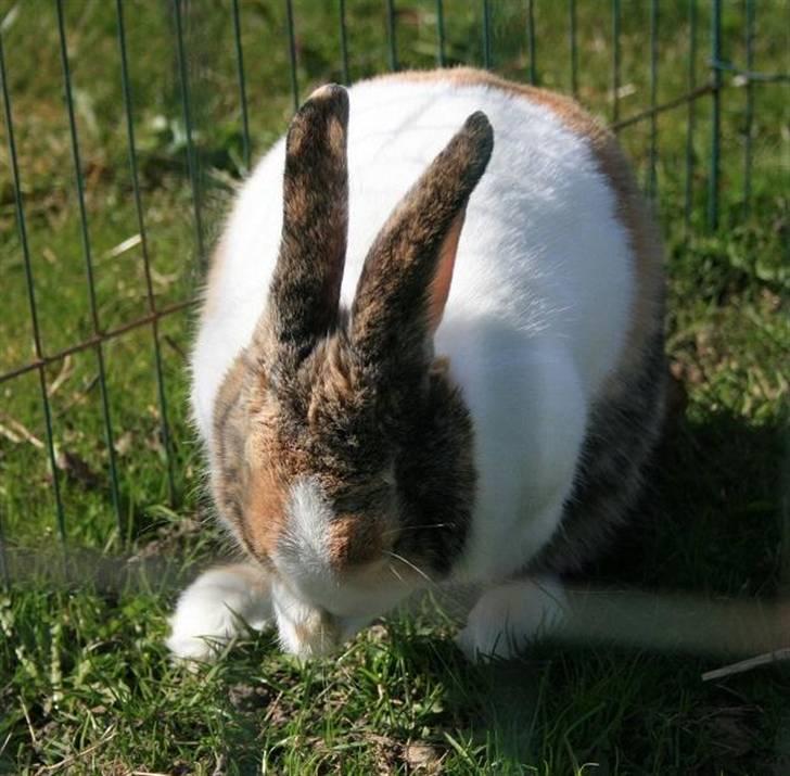 Kanin A Sign Of Thunder billede 6