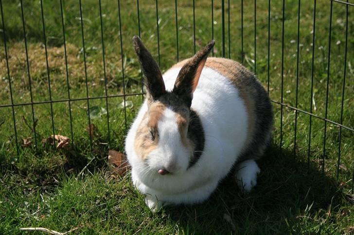 Kanin A Sign Of Thunder billede 7