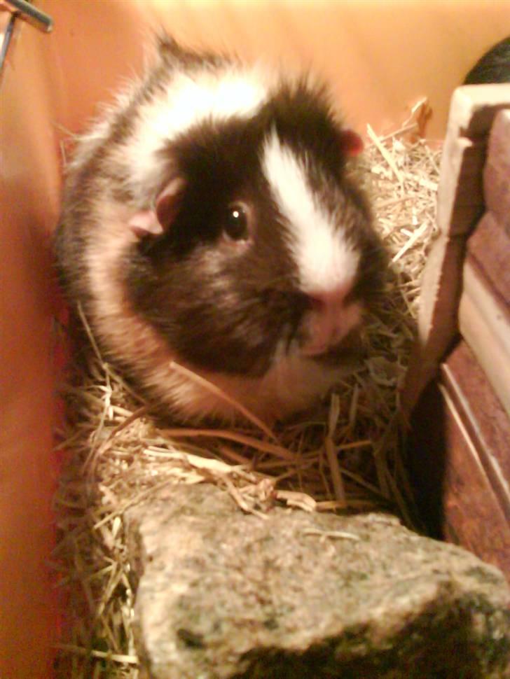 Marsvin Chika billede 4