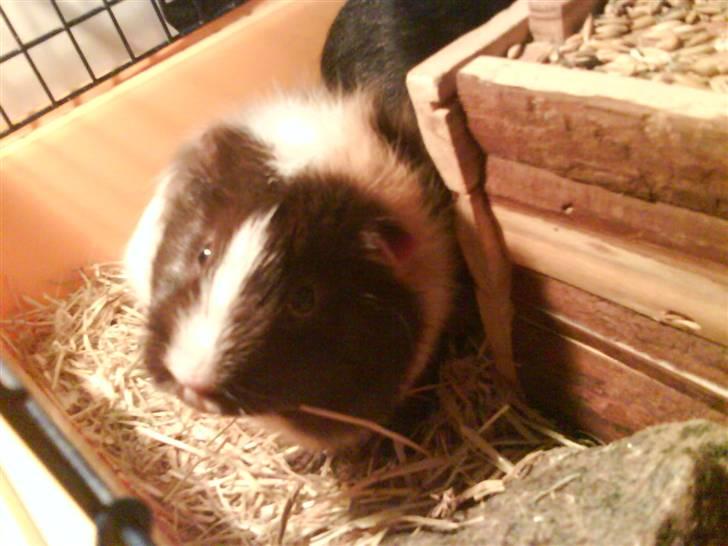 Marsvin Chika billede 5