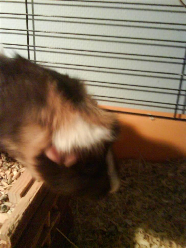 Marsvin Chika billede 6