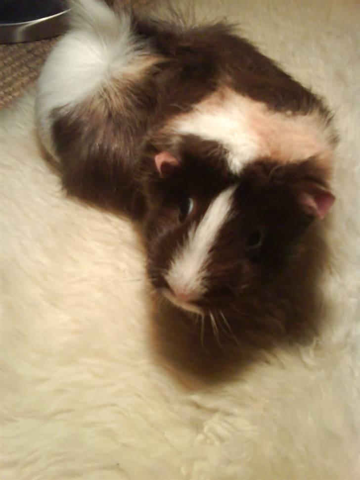 Marsvin Chika billede 7