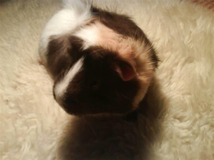 Marsvin Chika billede 8