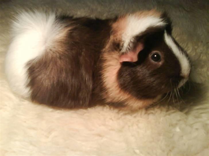 Marsvin Chika billede 9