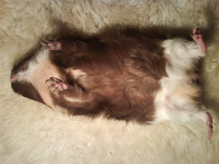 Marsvin Chika billede 10