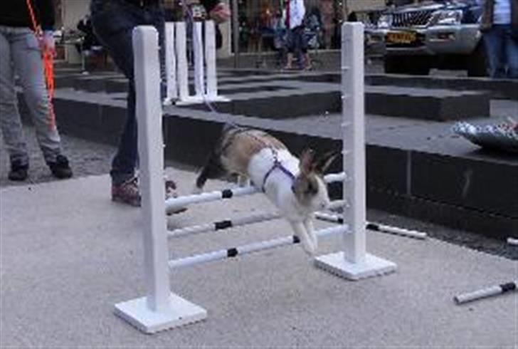 Kanin A Sign Of Thunder - Til USM i Skjern 2008 (?) billede 8