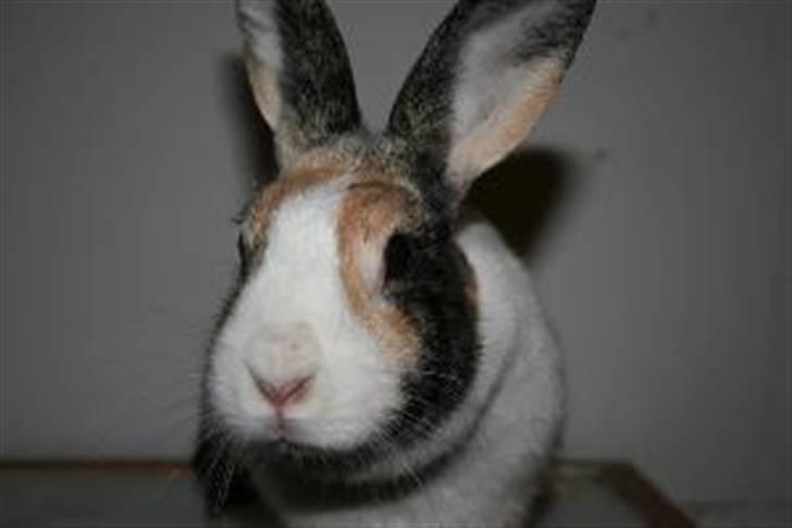 Kanin A Sign Of Thunder billede 9