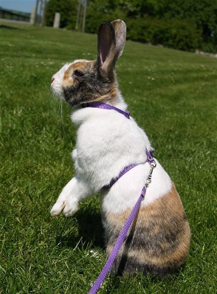 Kanin A Sign Of Thunder billede 10