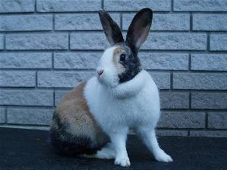 Kanin A Sign Of Thunder - April i sine "unge" dage ;) billede 11