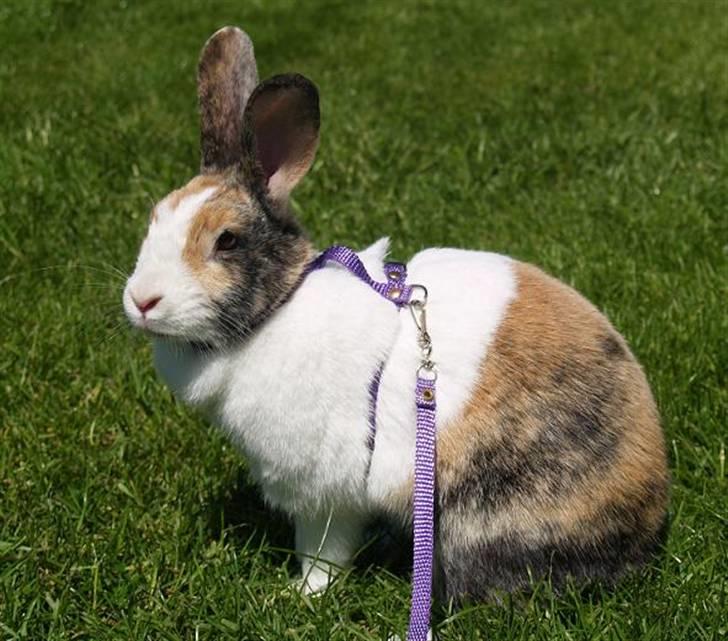 Kanin A Sign Of Thunder billede 12