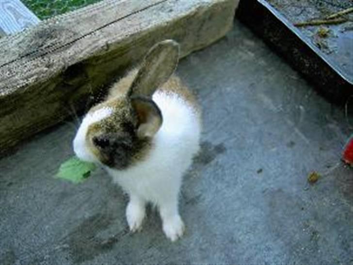 Kanin A Sign Of Thunder - April som helt lille :D billede 13