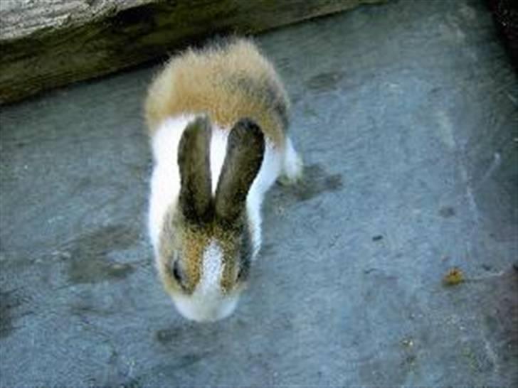 Kanin A Sign Of Thunder billede 14