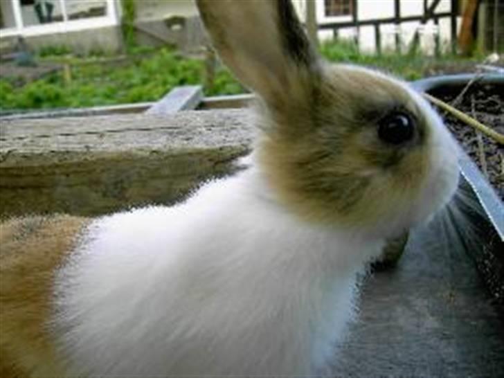 Kanin A Sign Of Thunder billede 15