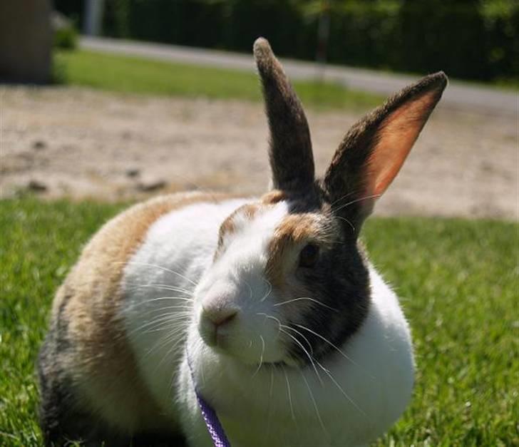 Kanin A Sign Of Thunder billede 16