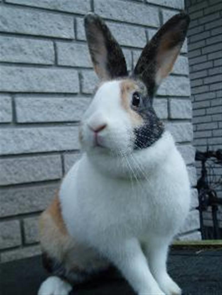 Kanin A Sign Of Thunder billede 17