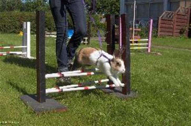 Kanin A Sign Of Thunder billede 18