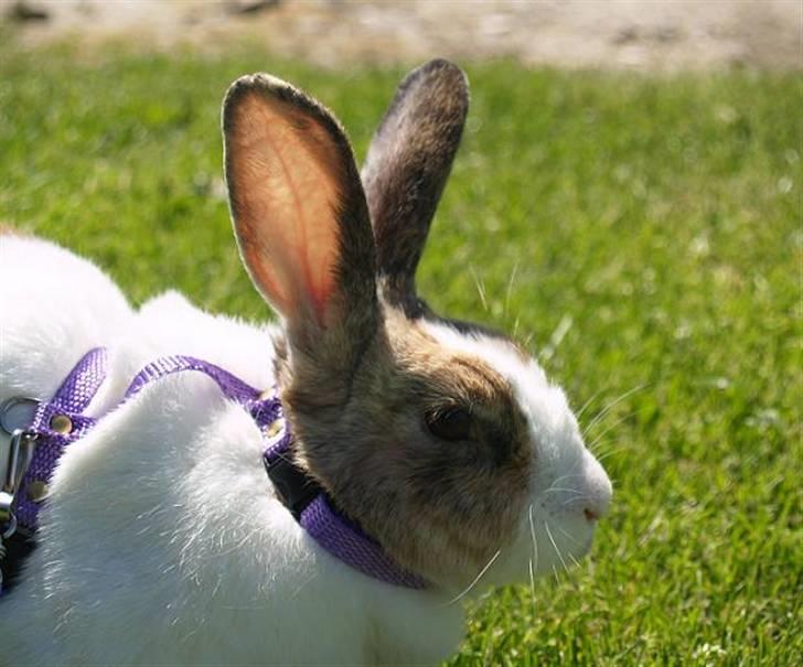 Kanin A Sign Of Thunder billede 19