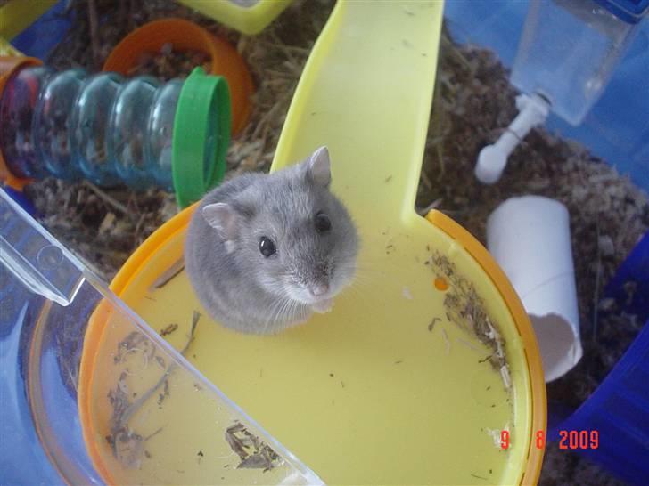 Dværghamster Tingeling/Tingest - Han er nysgerrig (: billede 1