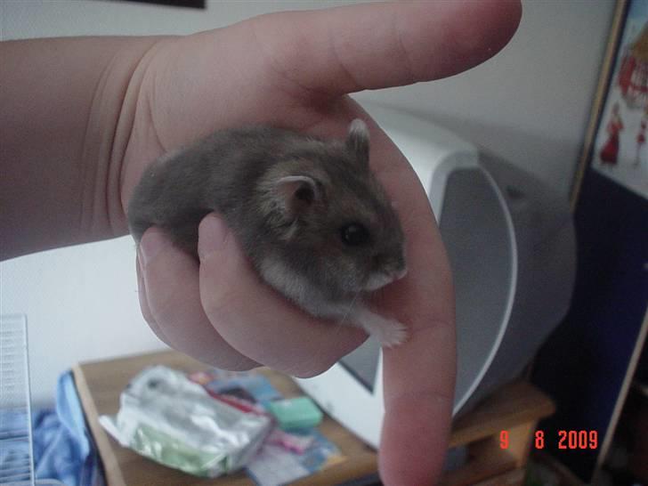 Dværghamster Tingeling/Tingest - Nuuurh xD (: billede 2