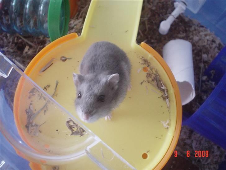 Dværghamster Tingeling/Tingest - *Uhhh gad a vide om jeg mon kan komme op her?* billede 3