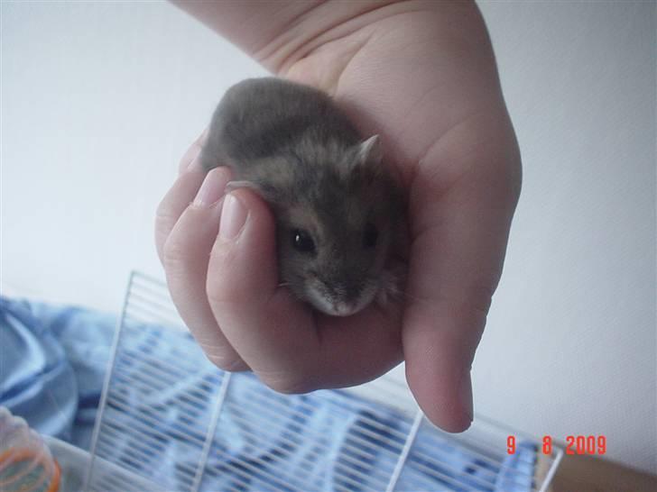 Dværghamster Tingeling/Tingest - Heeeeeeeej (: xD? billede 4