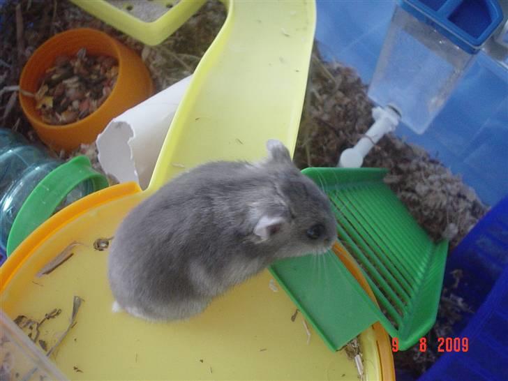 Dværghamster Tingeling/Tingest - *Hvad er det mon*? billede 5