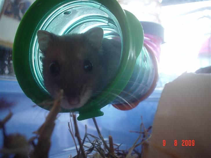 Dværghamster Tingeling/Tingest - *Hvad laver hun mon?* billede 6