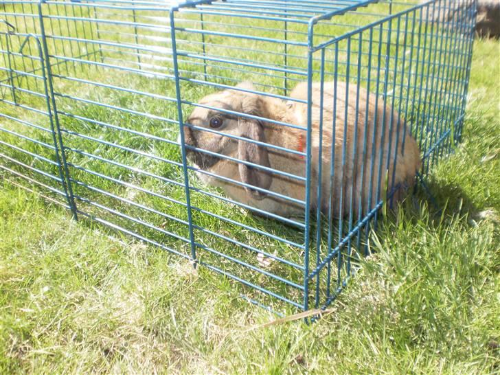 Kanin Theilgaards Tulle  billede 1