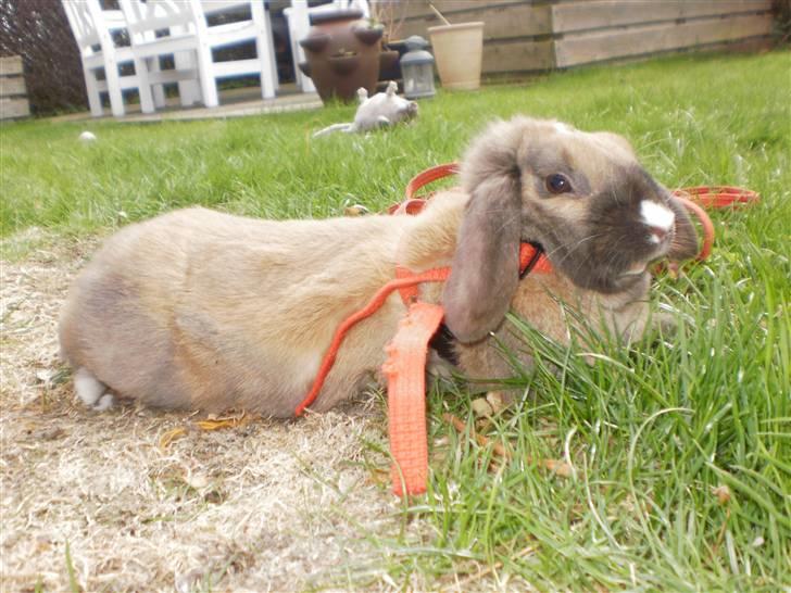 Kanin Theilgaards Tulle  billede 2