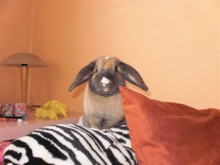 Kanin Theilgaards Tulle  billede 3