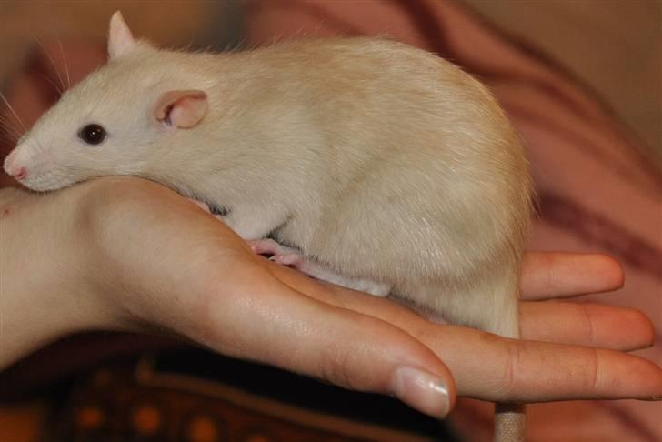 Tamrotte Baby Ratz Joyfull *Aflivet* - såå fin du er! billede 11